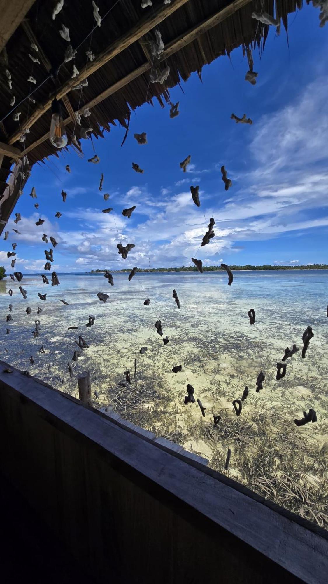 Senjahomestayrajaampat